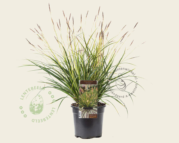 Carex morrowii 'Variegata'