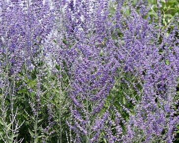 Perovskia atriplicifolia 'Blue Spire'