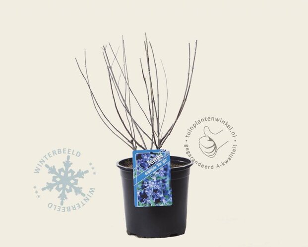 Perovskia atriplicifolia 'Blue Spire'
