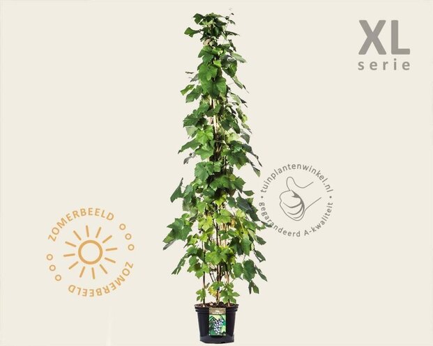 Vitis 'Boskoop Glory' - XL