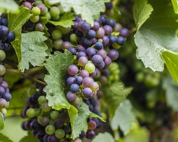 Vitis 'Boskoop Glory' - XL