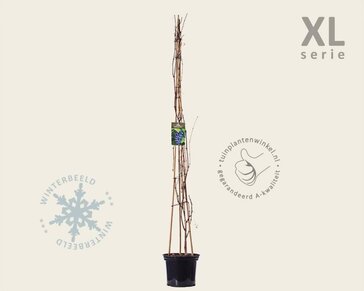 Vitis 'Boskoop Glory' - XL