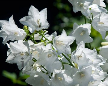 Campanula persicifolia 'Alba' image