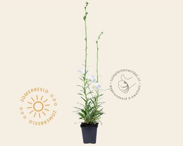 Campanula persicifolia 'Alba'