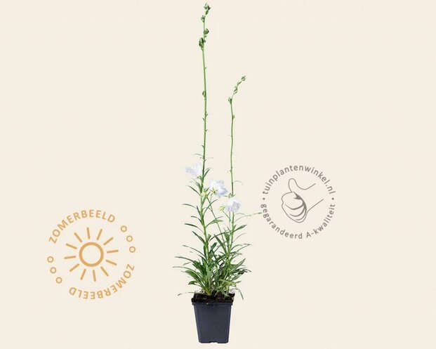 Campanula persicifolia 'Alba'