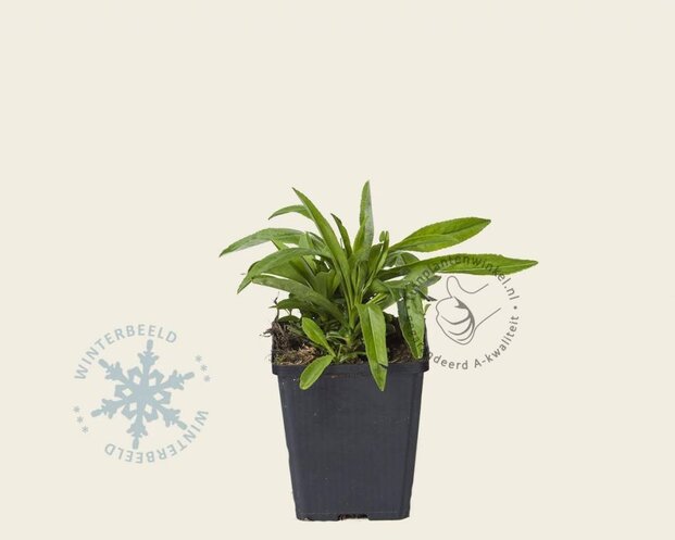 Campanula persicifolia 'Alba'