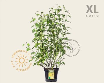 Cornus sericea 'Flaviramea' - XL image