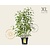 Cornus sericea 'Flaviramea' - XL