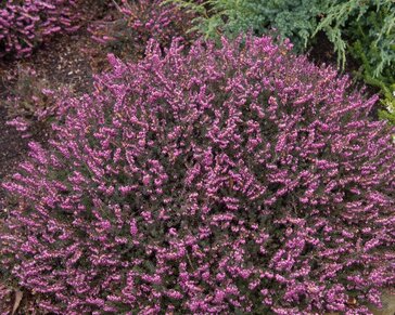 Erica darleyensis 'Kramers Rote'