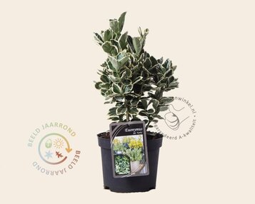 Euonymus japonicus 'Kathy' image