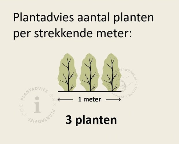 Buxus sempervirens - kluit
