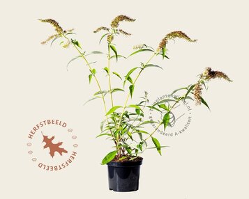 Buddleja davidii 'White Profusion' image