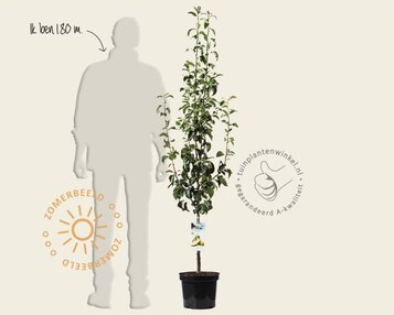 Pyrus communis 'Concorde' - laagstam image