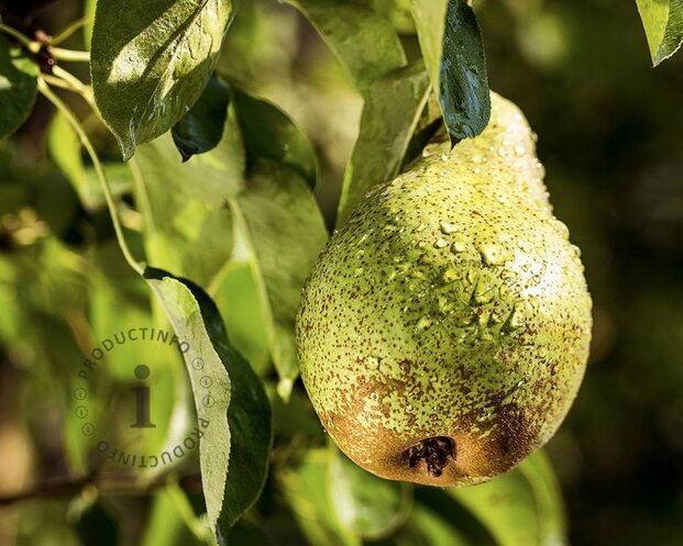 Pyrus communis 'Concorde' - laagstam