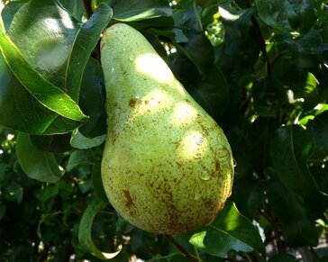 Pyrus communis 'Concorde' - laagstam