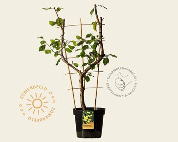 Prunus domestica 'Reine Claude D'Oullins' - U-Vorm