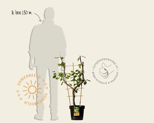 Prunus domestica 'Reine Claude D'Oullins' - U-Vorm