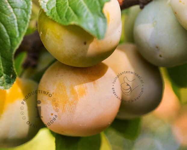 Prunus domestica 'Reine Claude D'Oullins' - U-Vorm