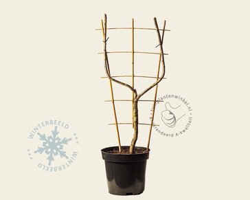 Prunus domestica 'Reine Claude D'Oullins' - U-Vorm