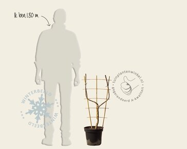 Prunus domestica 'Reine Claude D'Oullins' - U-Vorm