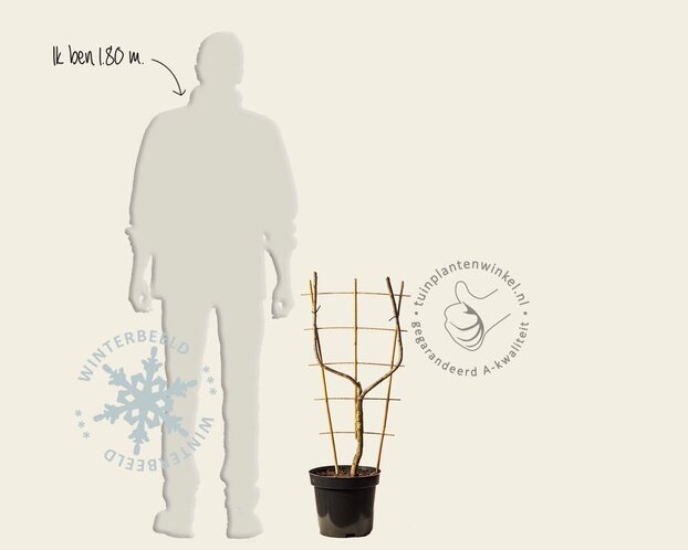 Prunus domestica 'Reine Claude D'Oullins' - U-Vorm