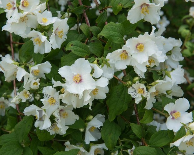 Philadelphus 'Belle Etoile' - XL