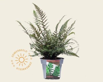 Polystichum tsus-simense image