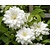 Clematis patens 'Duchess of Edinburgh'