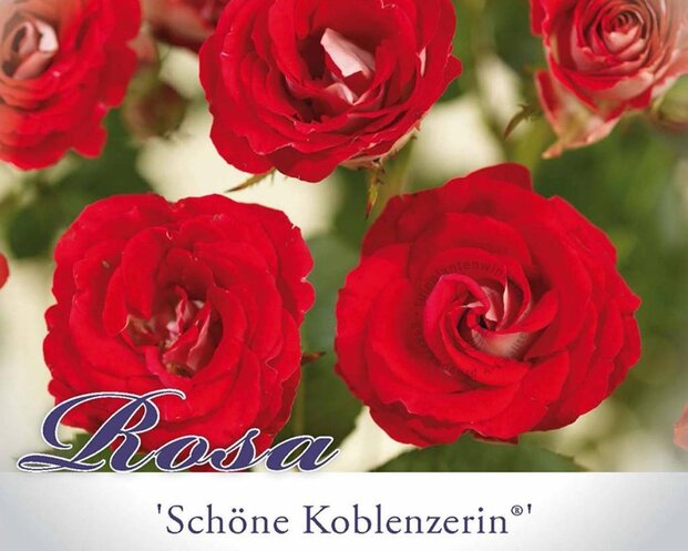 Rosa 'Schöne Koblenzerin'
