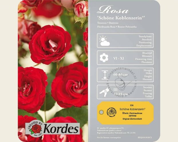 Rosa 'Schöne Koblenzerin'