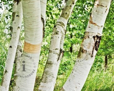Betula utilis 'Doorenbos'