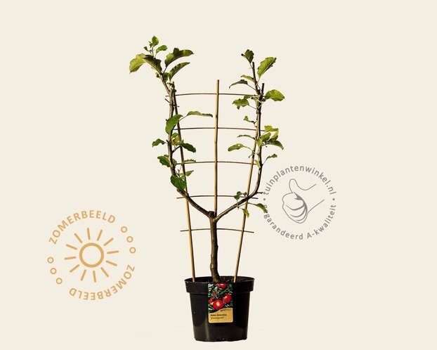 Malus domestica 'Jonagold' - U-vorm