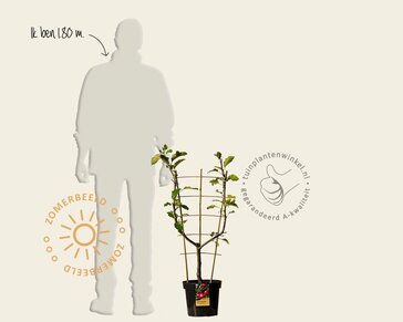 Malus domestica 'Jonagold' - U-vorm