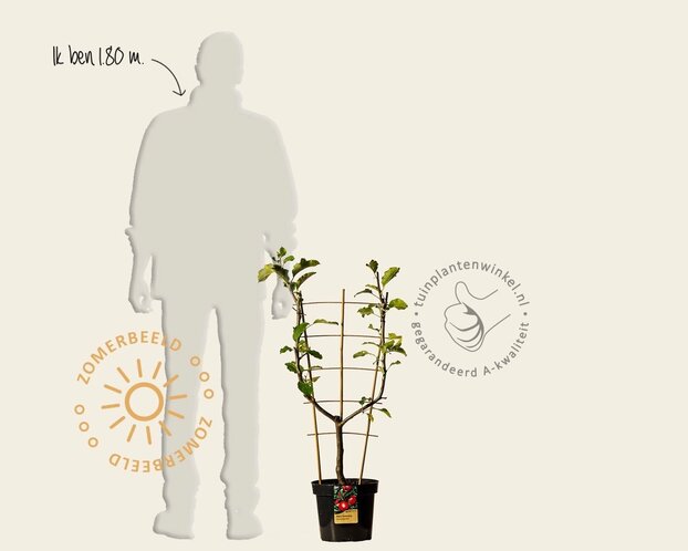 Malus domestica 'Jonagold' - U-vorm