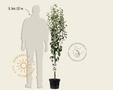 Pyrus communis 'Conference' - laagstam