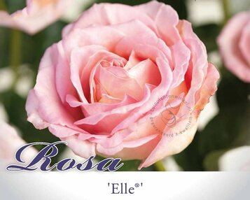 Rosa 'Elle' image