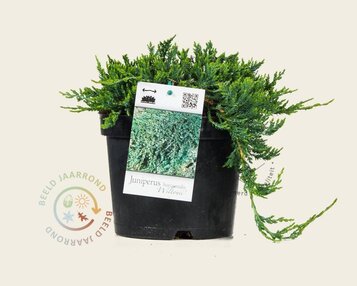 Juniperus horizontalis 'Wiltonii' image
