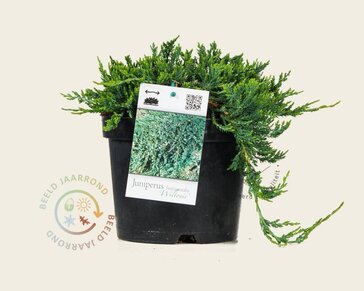 Juniperus horizontalis 'Wiltonii'