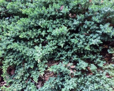 Juniperus horizontalis 'Wiltonii'