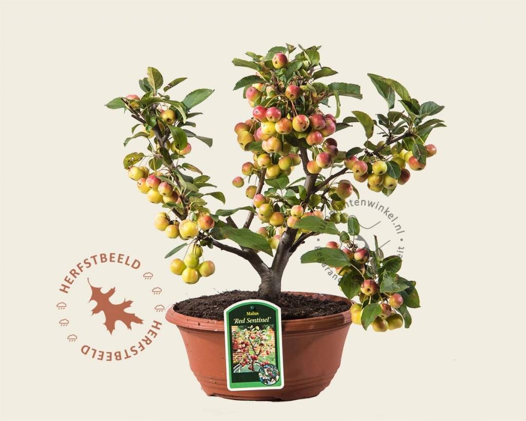 Malus 'Red Sentinel' - bonsai in schaal kopen | Sierappel