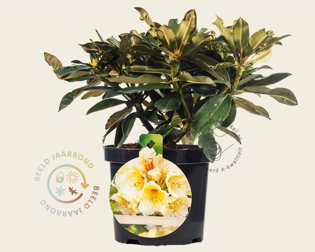 Rhododendron yakushimanum 'Flava'