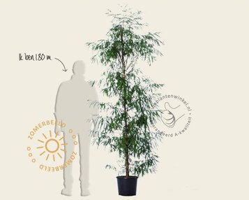 Taxodium distichum - beveerd image