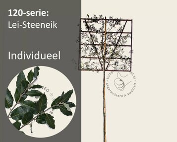 Steeneik leiboom - Rek 120x120 cm image