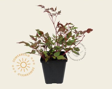 Astilbe japonica 'Deutschland'