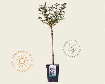 Syringa meyeri 'Palibin' - op stam image