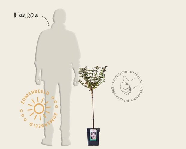 Syringa meyeri 'Palibin' - op stam