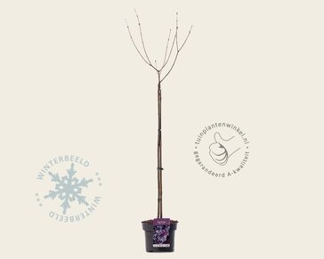 Syringa meyeri 'Palibin' - op stam