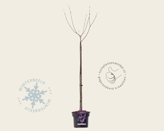 Syringa meyeri 'Palibin' - op stam