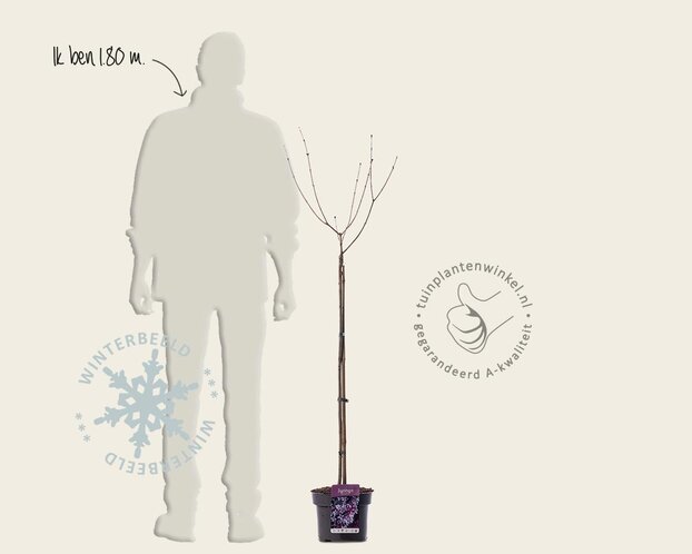 Syringa meyeri 'Palibin' - op stam