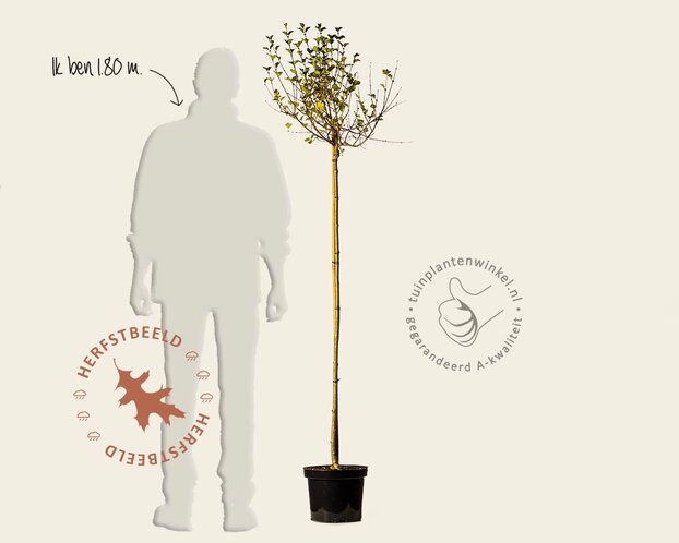 Syringa meyeri 'Palibin' - op stam
